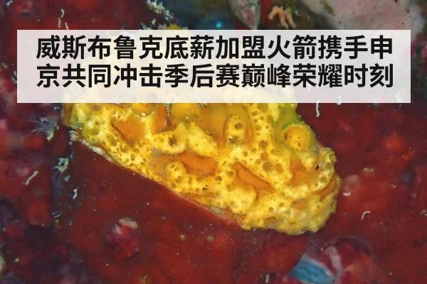 威斯布鲁克底薪加盟火箭携手申京共同冲击季后赛巅峰荣耀时刻